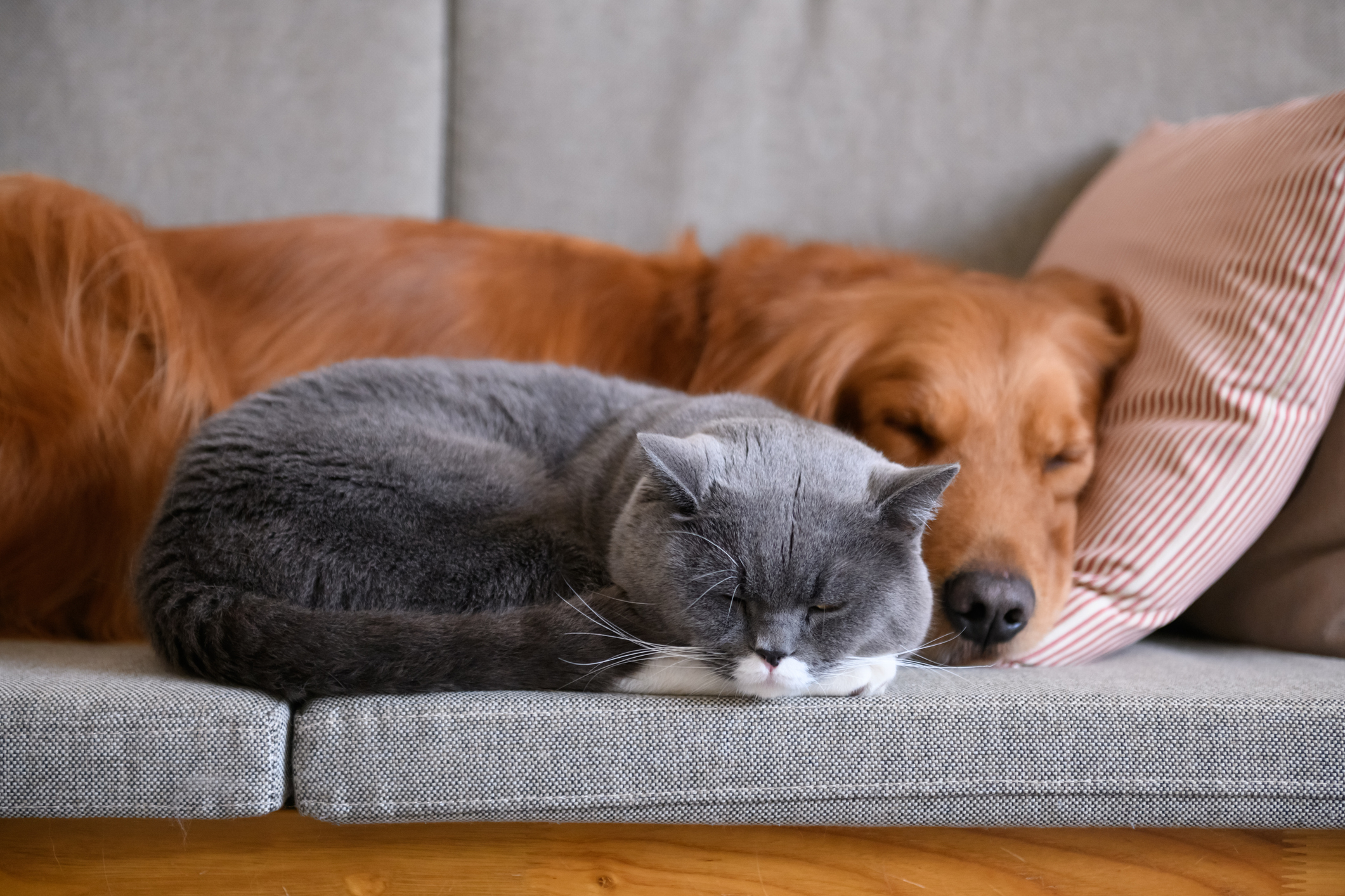 Dog and cat resting together