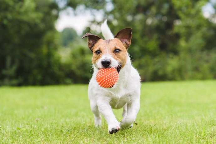 A happy small dog running with a red ball in its mouth. 
