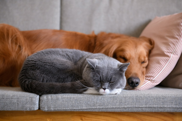 Dog and cat napping on a gray couch.